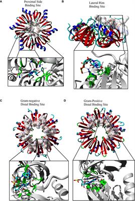 Models of Hfq interactions with small non-coding RNA in Gram-negative and Gram-positive bacteria